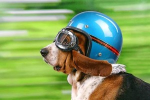 beagle-helmet